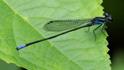 Argia johannella (Bristle-tipped Dancer) male-2.jpg
